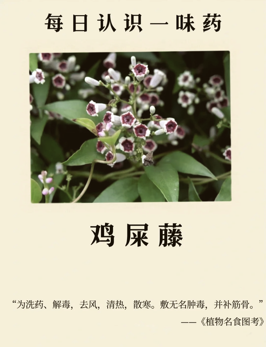 狗屎花的功效与作用(狗屎花的功效与作用,狗屎花的副作用)