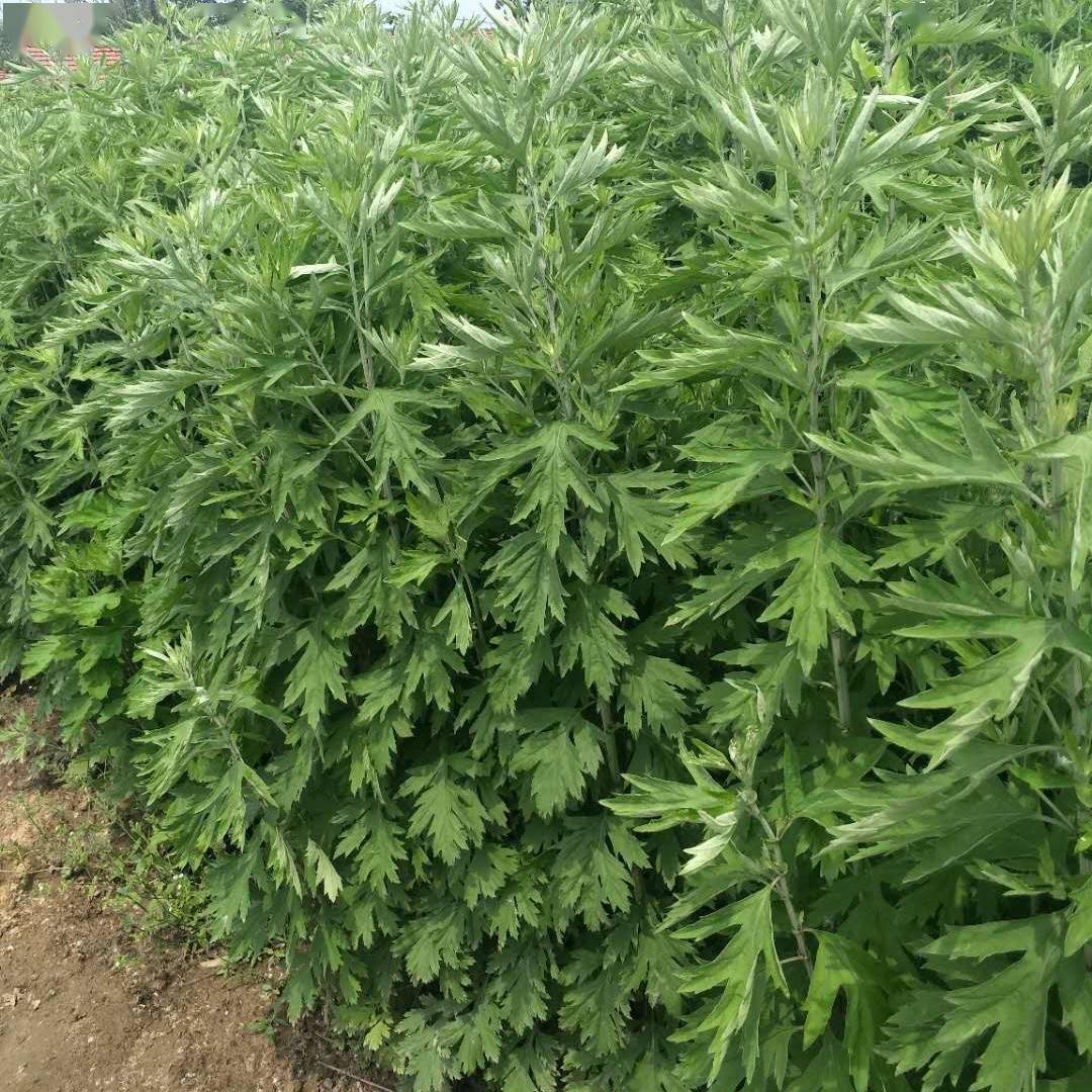 羊红膻的功效与作用(羊红膻的功效与作用性味归经) 羊红膻的功效与作用(羊红膻的功效与作用性味归经)