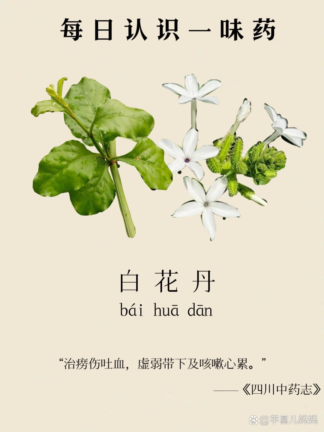 白玉丹(白玉丹与白五茶花区别)