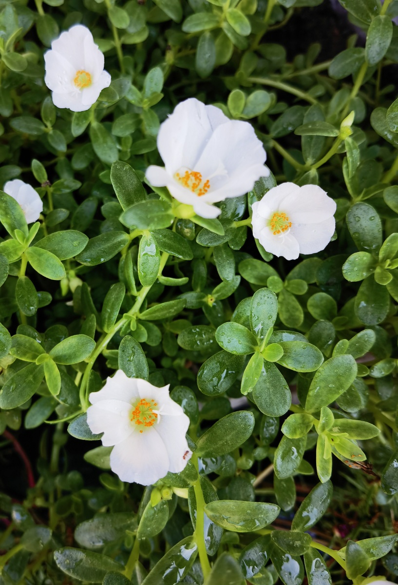 马齿苋花图片(马齿苋花图片大全大图) 马齿苋花图片(马齿苋花图片大全大图)