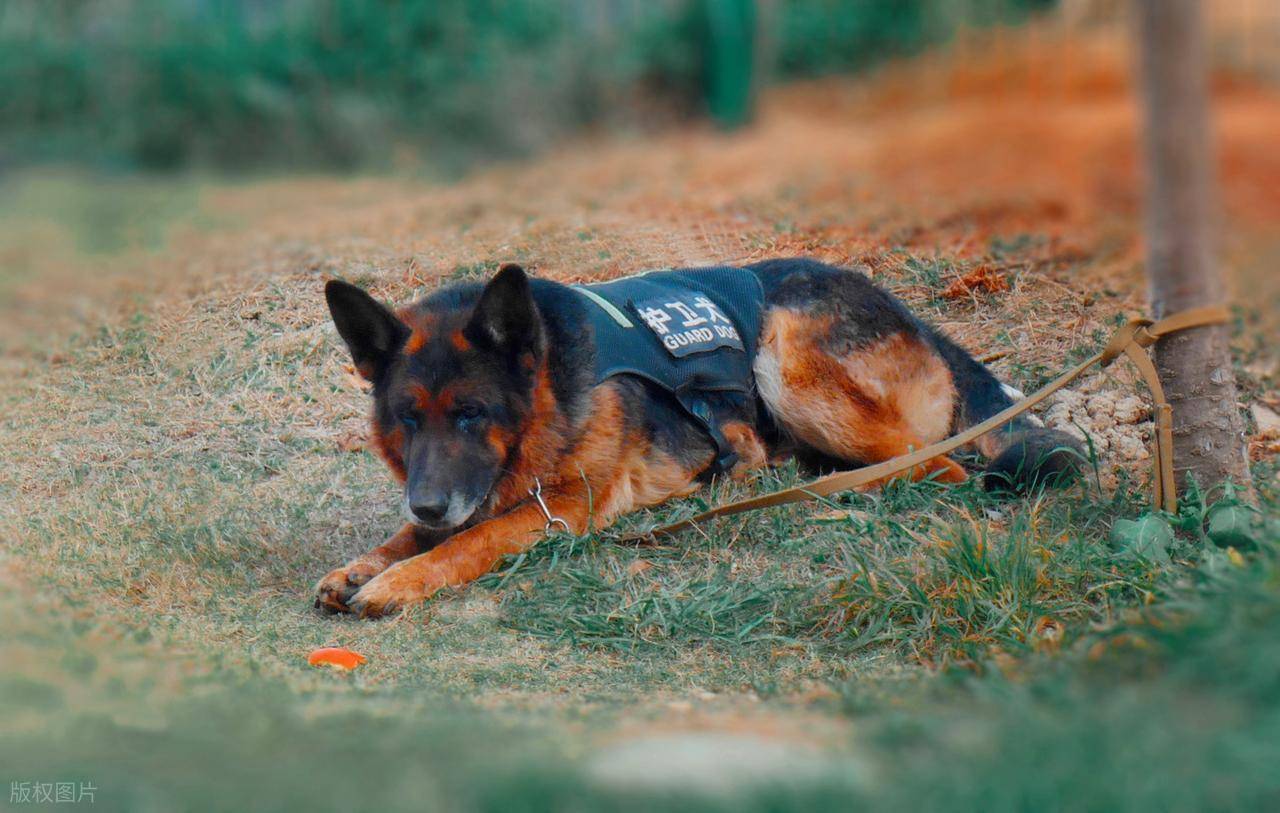 警犬图片(警犬图片 天狼) 警犬图片(警犬图片 天狼)