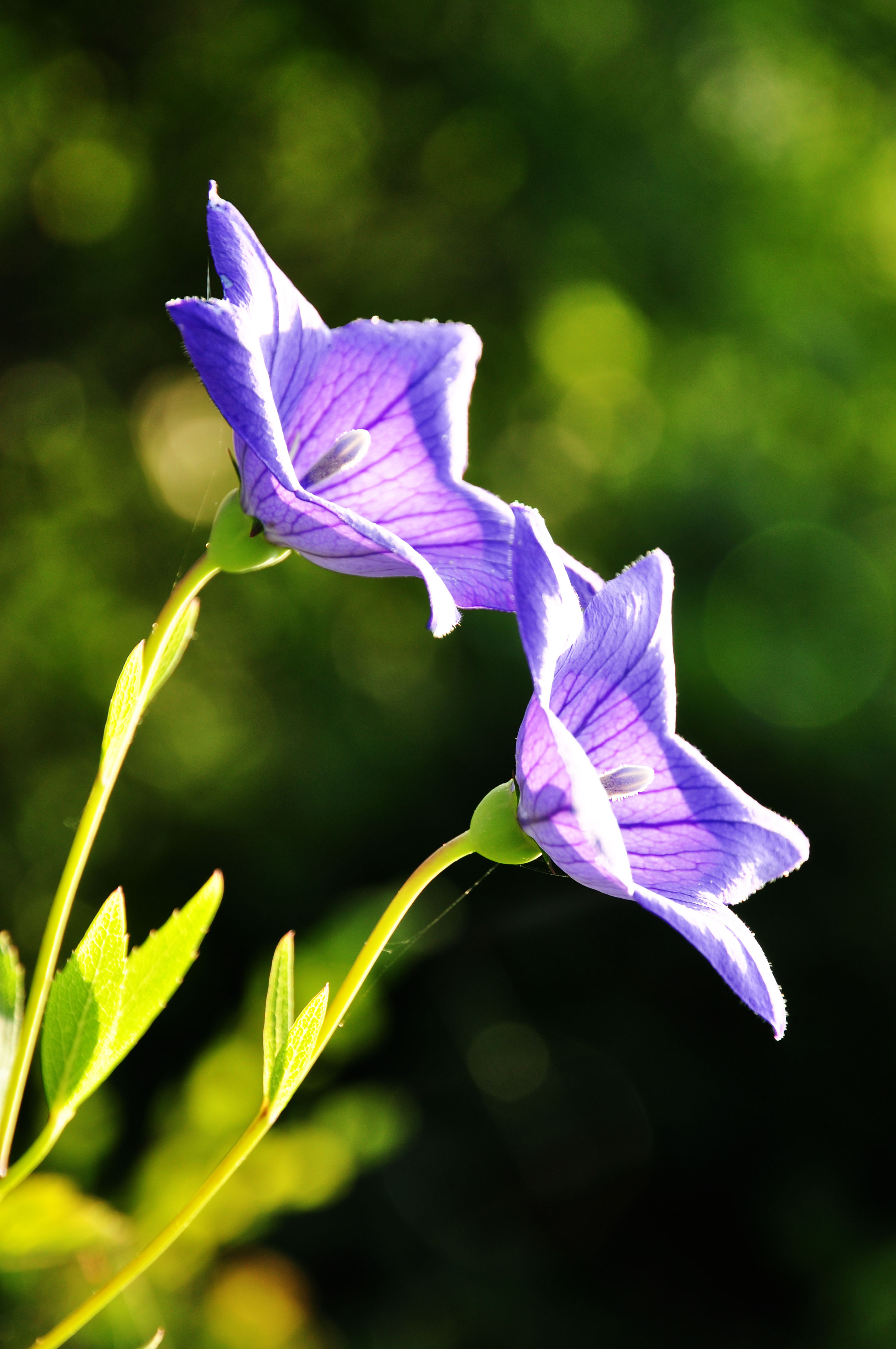 桔梗图片大全(桔梗能治肺结节吗) 桔梗图片大全(桔梗能治肺结节吗)