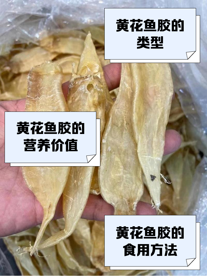 黄明胶的作用与功效(黄明胶的作用与功效是什么)
