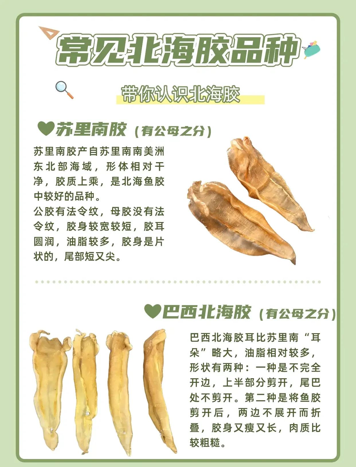 黄明胶的作用与功效(黄明胶的作用与功效是什么) 黄明胶的作用与功效(黄明胶的作用与功效是什么)