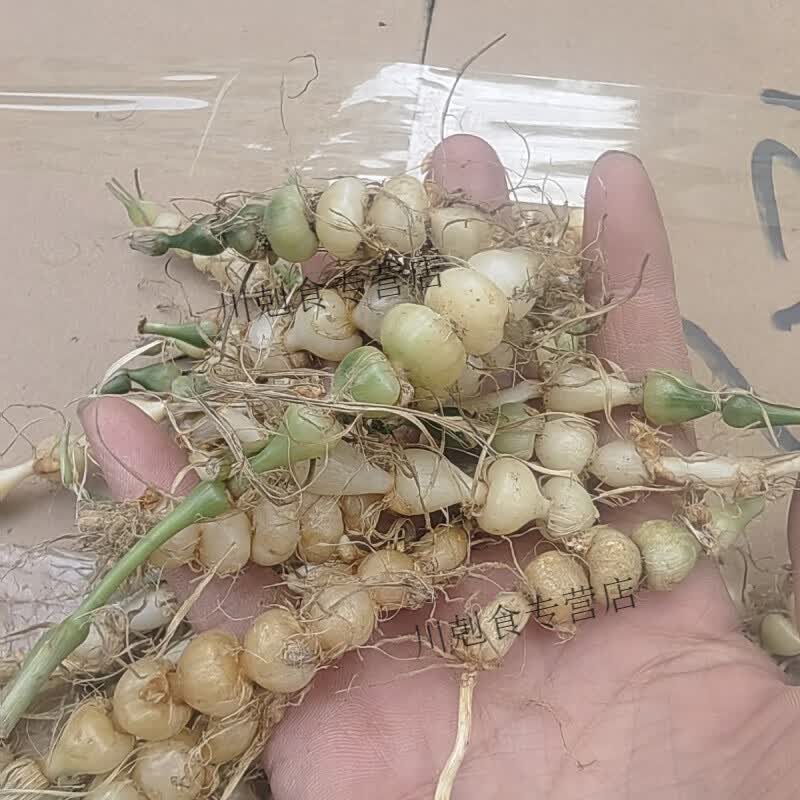 九子连环草(九子连环草的功效主治) 九子连环草(九子连环草的功效主治)