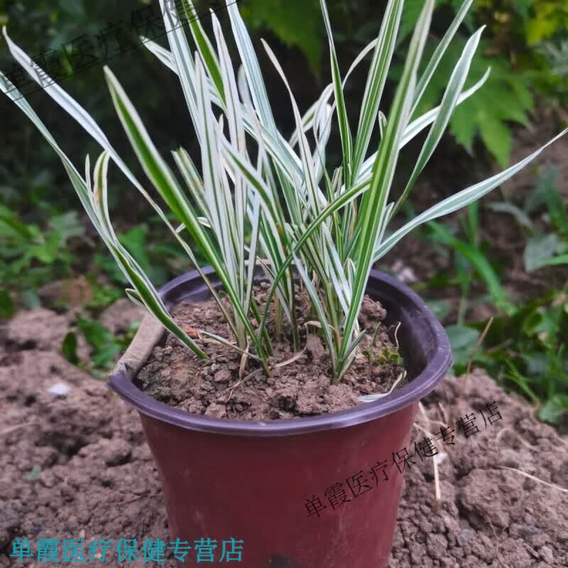 九子连环草(九子连环草的功效主治) 九子连环草(九子连环草的功效主治)