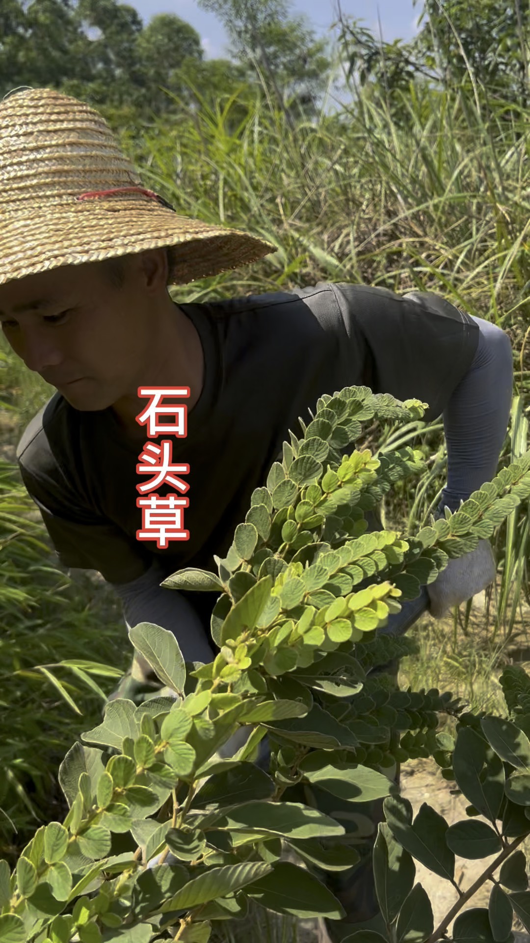 排草图片(永生排草图片) 排草图片(永生排草图片)
