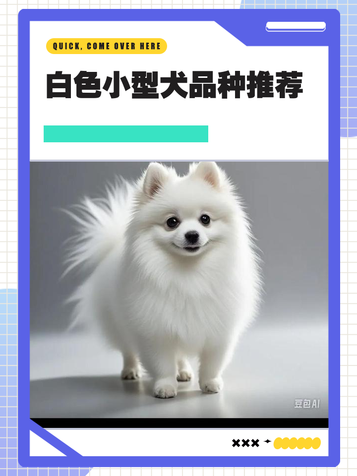 小型犬品种大全图片(小型犬品种大全图片可爱)