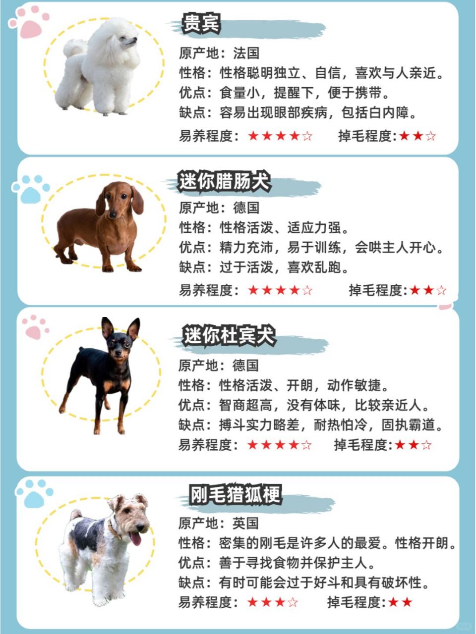 小型犬品种大全图片(小型犬品种大全图片可爱) 小型犬品种大全图片(小型犬品种大全图片可爱)