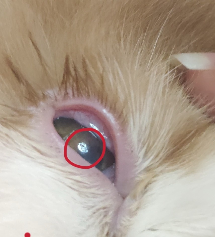猫咪结膜炎初期的眼睛图片(猫咪结膜炎初期症状用什么药)