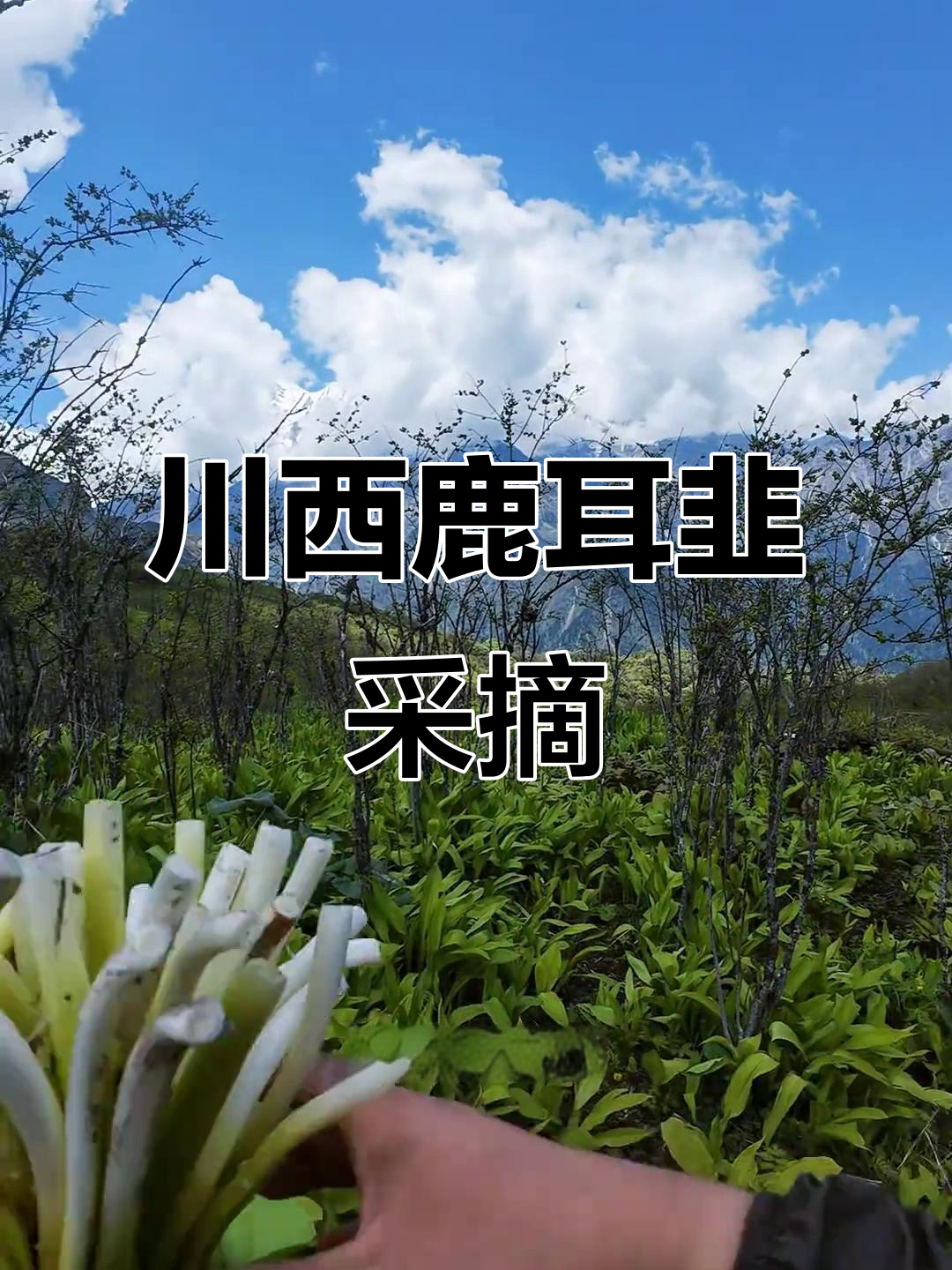 鹿耳韭的图片(鹿耳韭图片大全) 鹿耳韭的图片(鹿耳韭图片大全)
