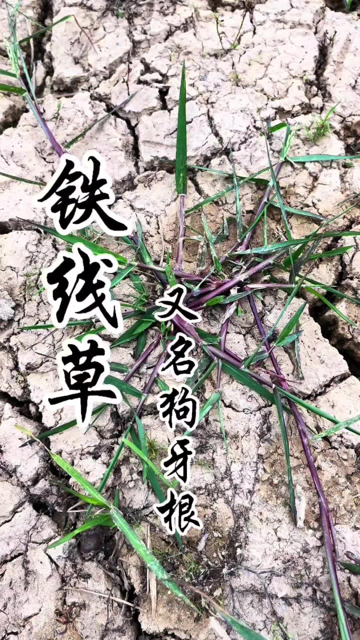 狗牙根图片(狗牙根图片及功效) 狗牙根图片(狗牙根图片及功效)