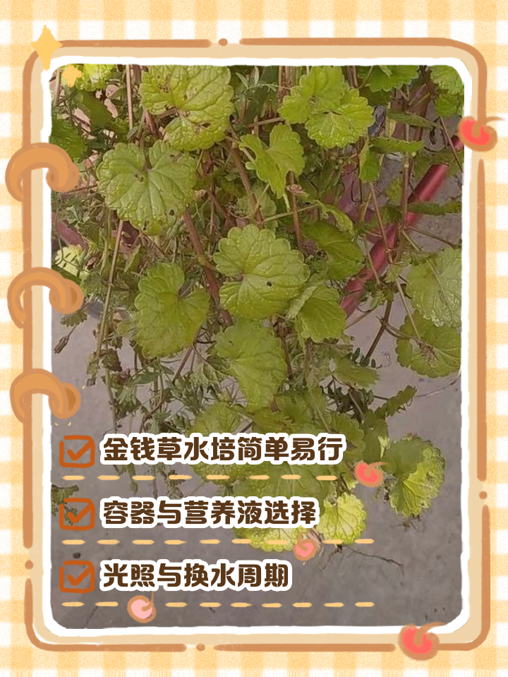 金钱草图片和功效(金钱草怎么吃才最好) 金钱草图片和功效(金钱草怎么吃才最好)