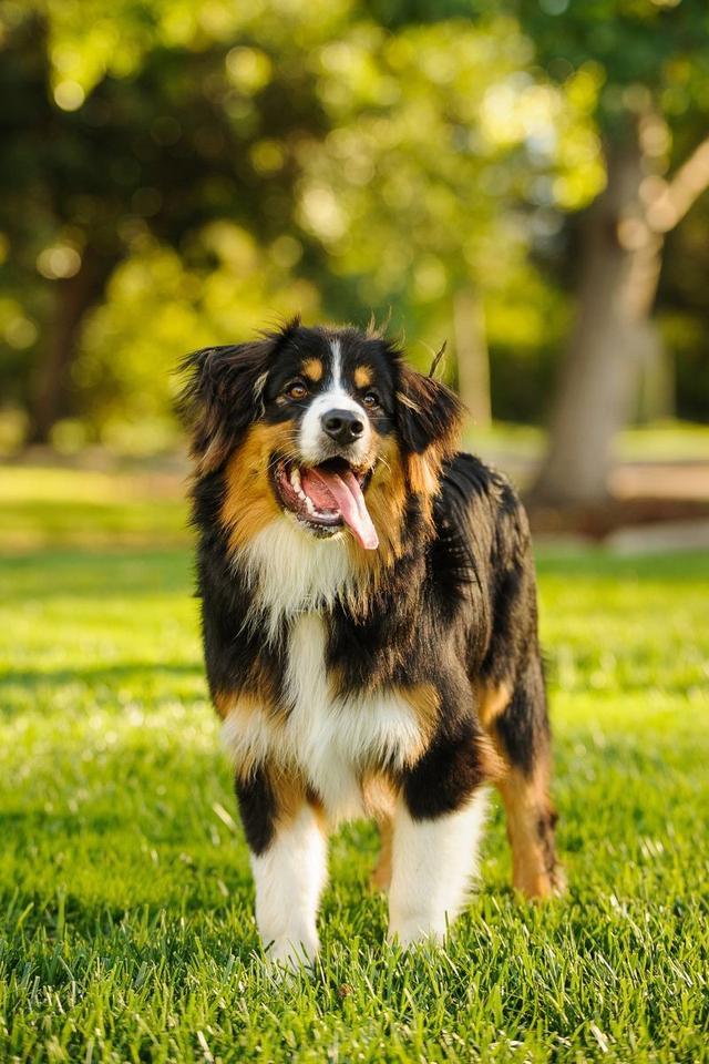 犬图片大全(北京犬图片大全)