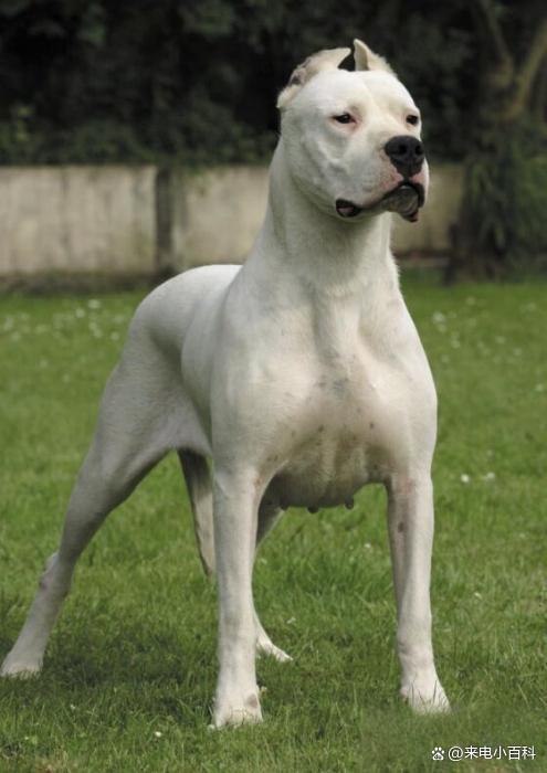 犬图片大全(北京犬图片大全) 犬图片大全(北京犬图片大全)