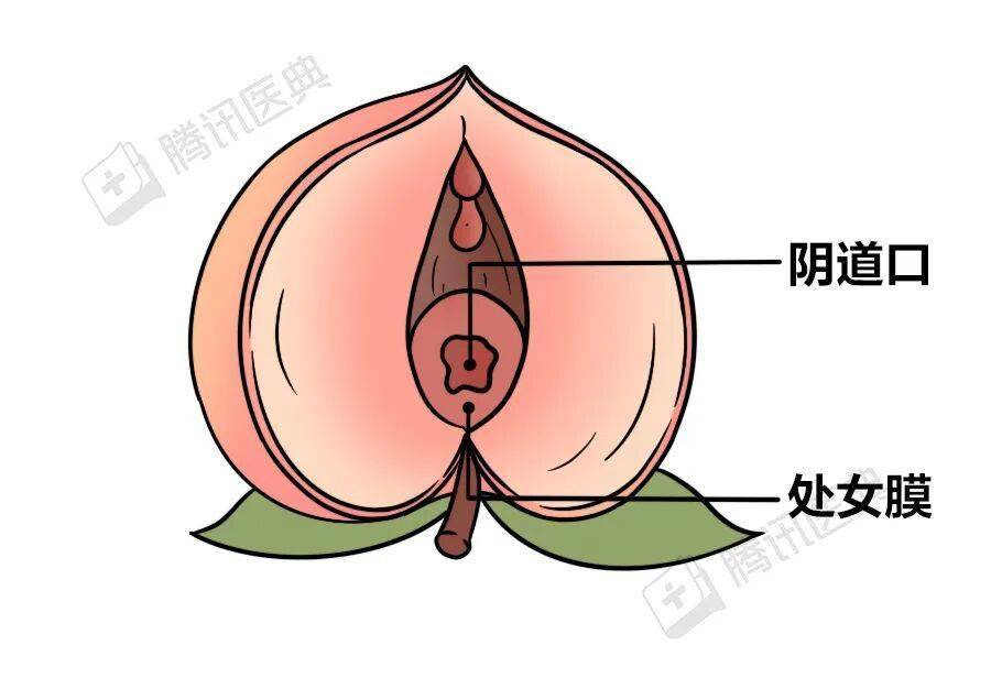 包含女生隐私部位图片的词条