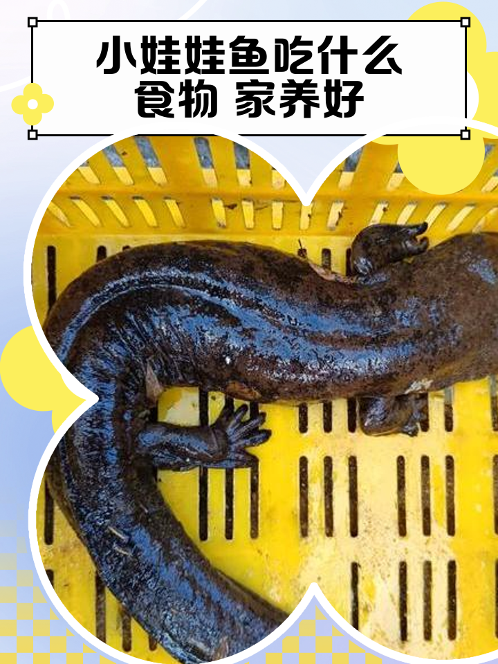 真正小娃娃鱼图片(市面上卖的小娃娃鱼是什么) 真正小娃娃鱼图片(市面上卖的小娃娃鱼是什么)