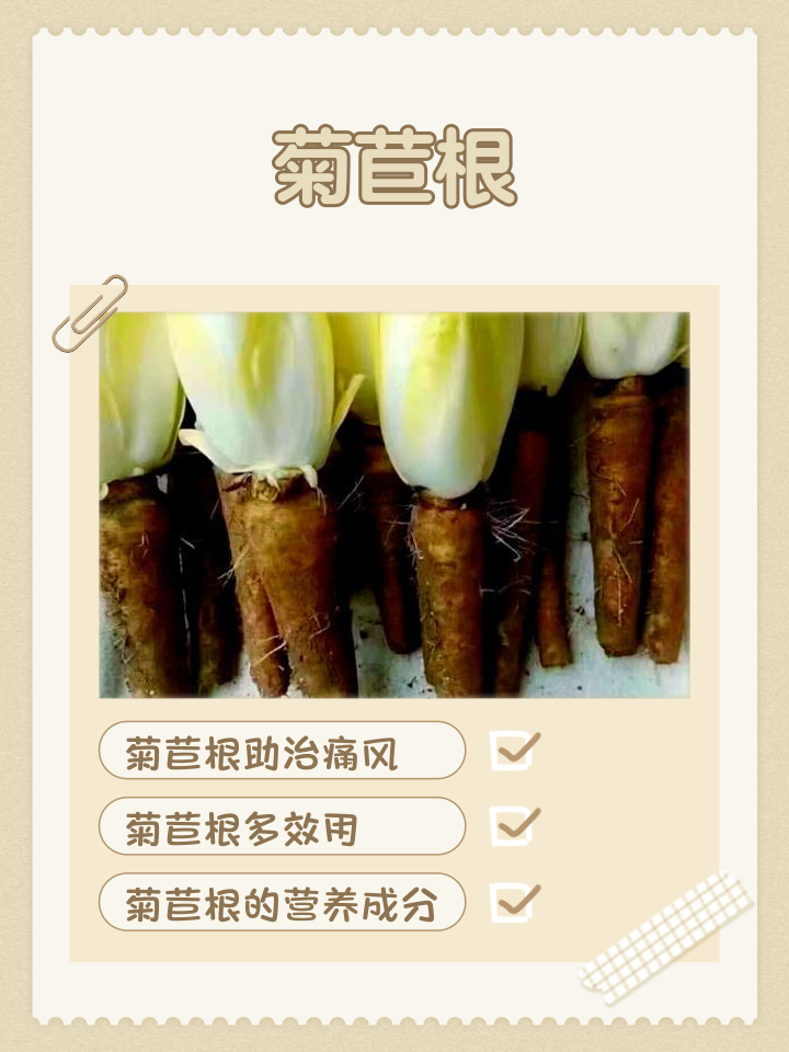 菊苣别名叫什么(菊苣的俗称叫什么) 菊苣别名叫什么(菊苣的俗称叫什么)