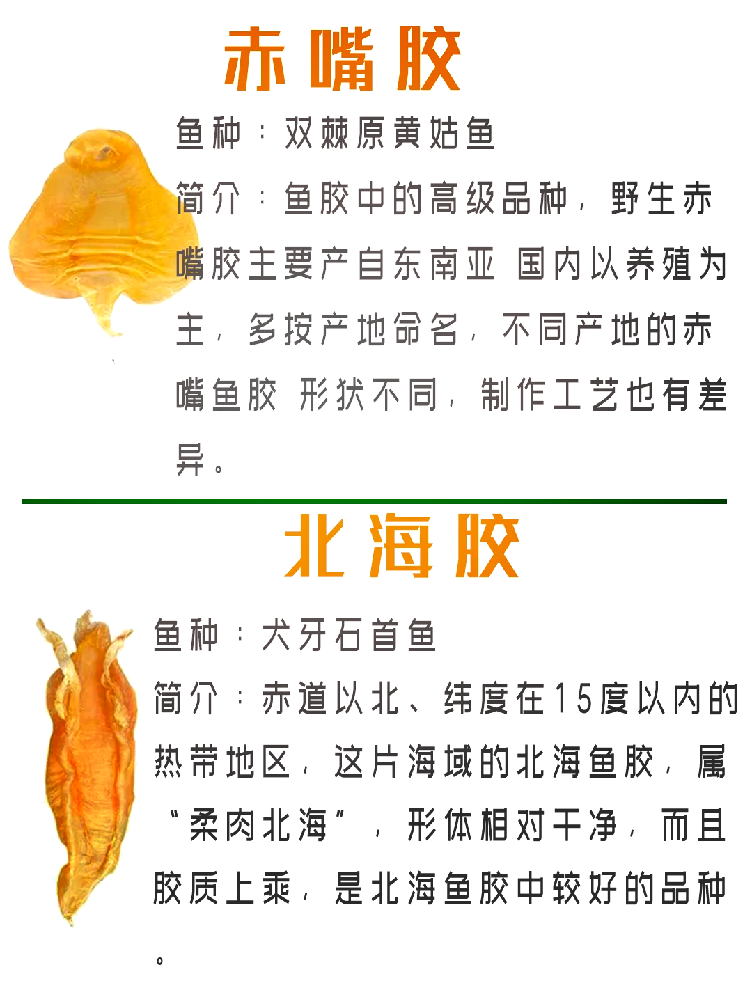 鱼鳔图片(江团的鱼鳔图片) 鱼鳔图片(江团的鱼鳔图片)