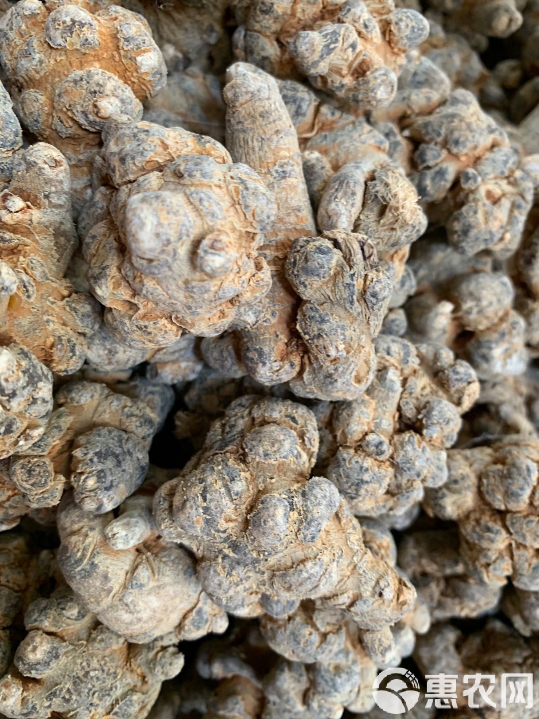 三七和田七的区别图片(三七和田七有何区别百度百科)