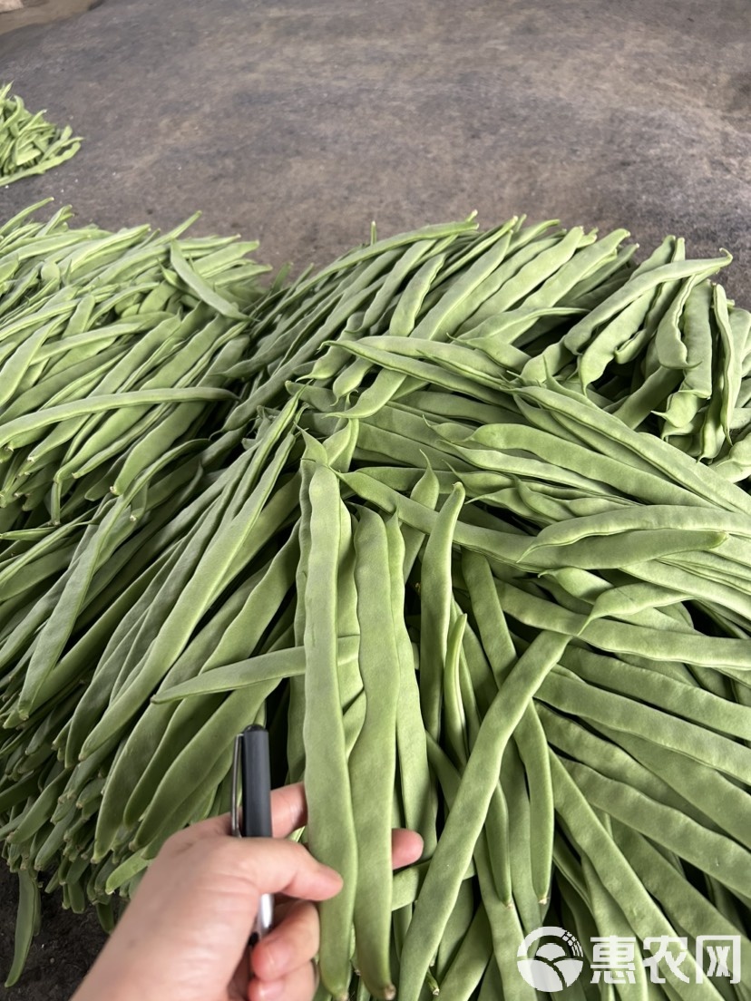 云豆角图片(云豆角的做法大全家常做法) 云豆角图片(云豆角的做法大全家常做法)