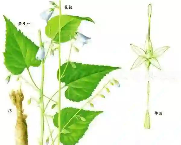 杏叶的功效与作用(输液银杏叶的功效与作用)