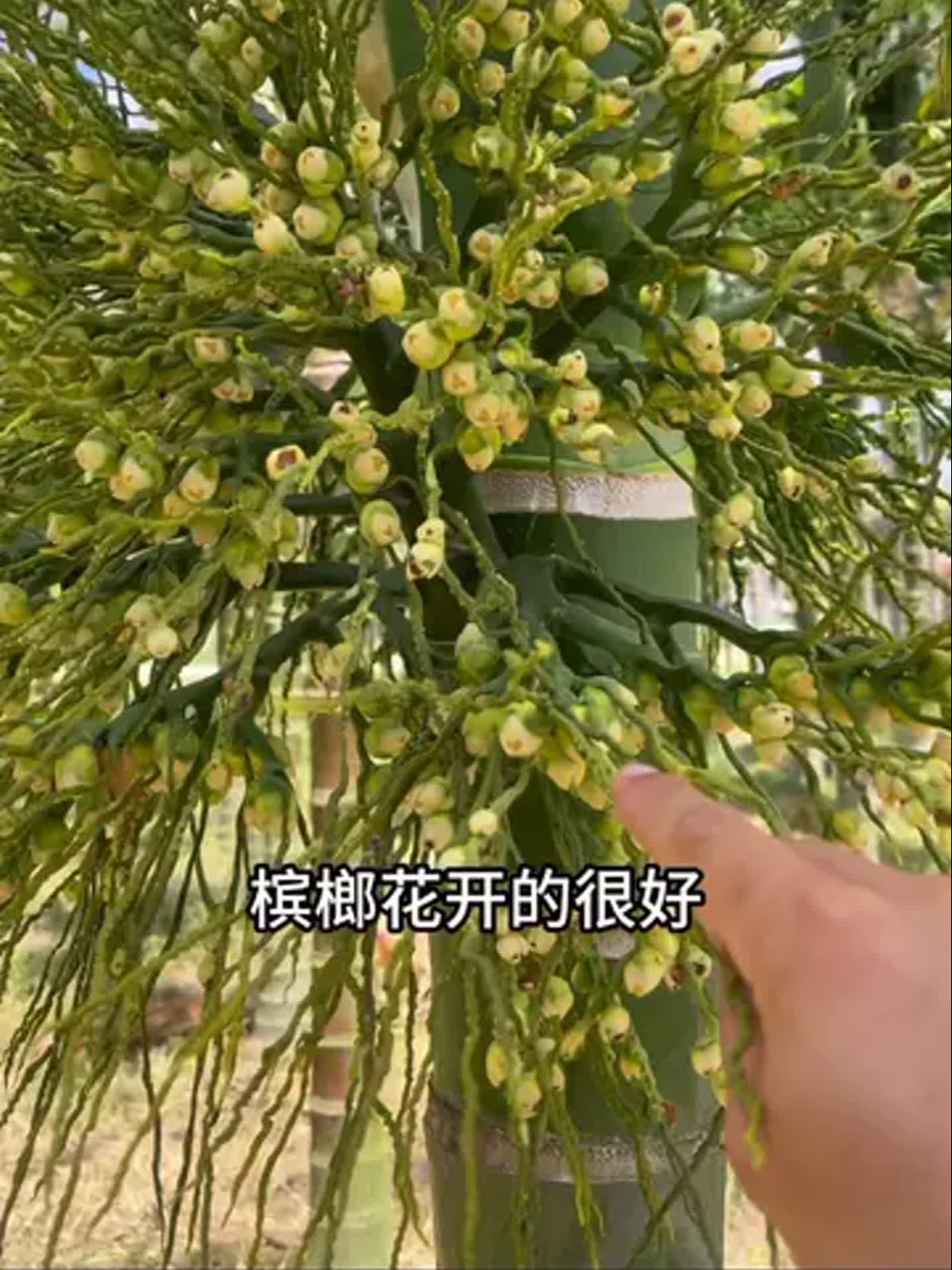 槟榔花图片(槟榔花的作用及治疗胃病的方法) 槟榔花图片(槟榔花的作用及治疗胃病的方法)