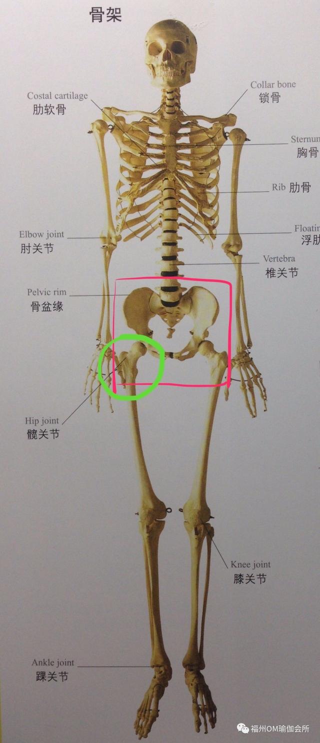 髋关节位置图(右侧髋关节位置图)