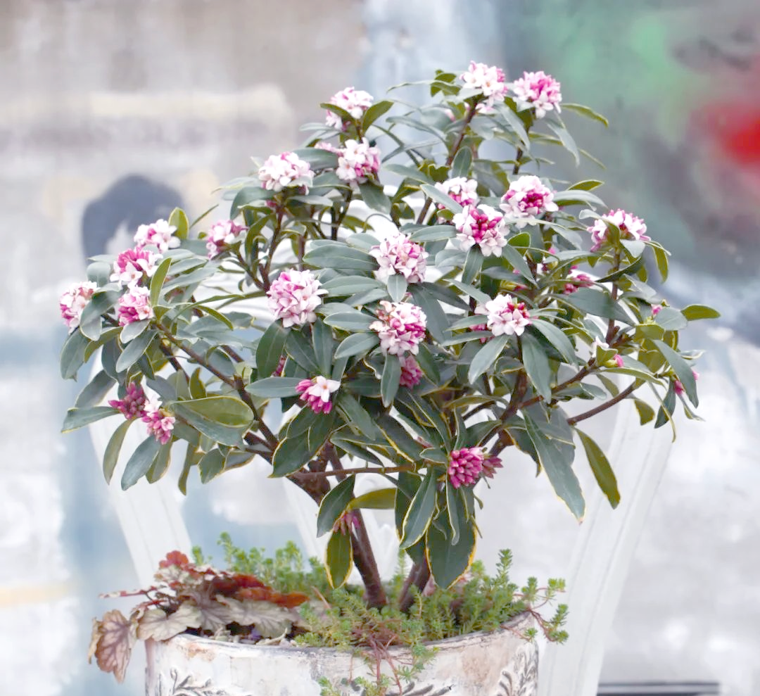 瑞香花图片(瑞香花的养殖方法与注意事项)