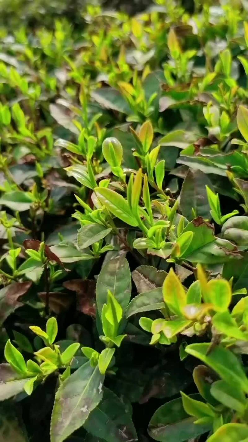 崂山绿茶多少钱一斤(崂山绿茶多少钱一斤N36度)