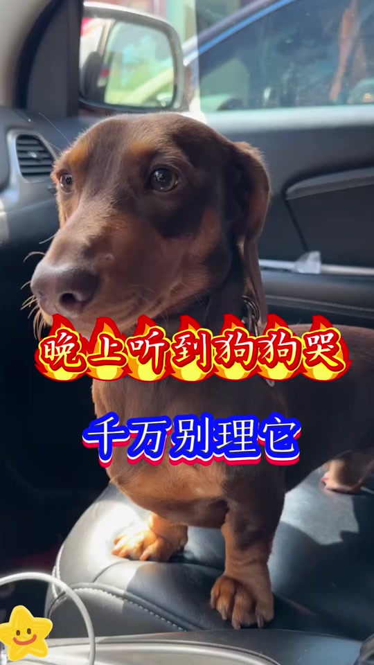 狗哭是怎么回事(狗哭是怎么回事晚上)