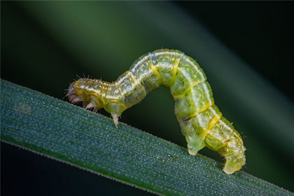 梦到蛆虫预示什么啊(男人梦见活蛆发横财了)