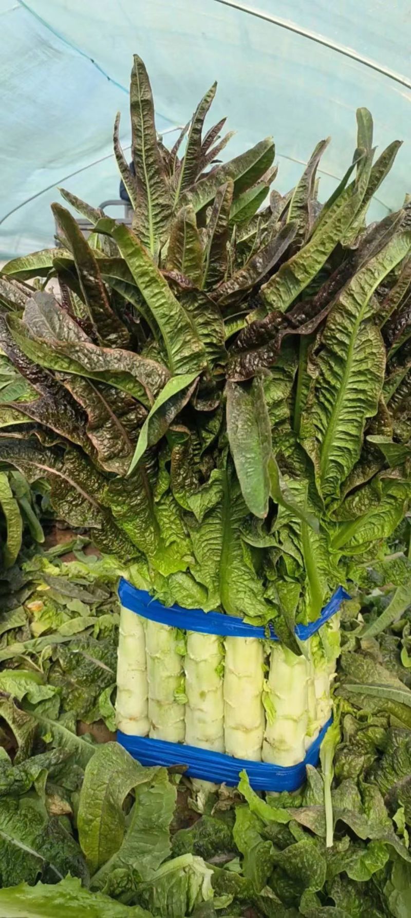 莴菜(莴菜怎么做好吃又简单)