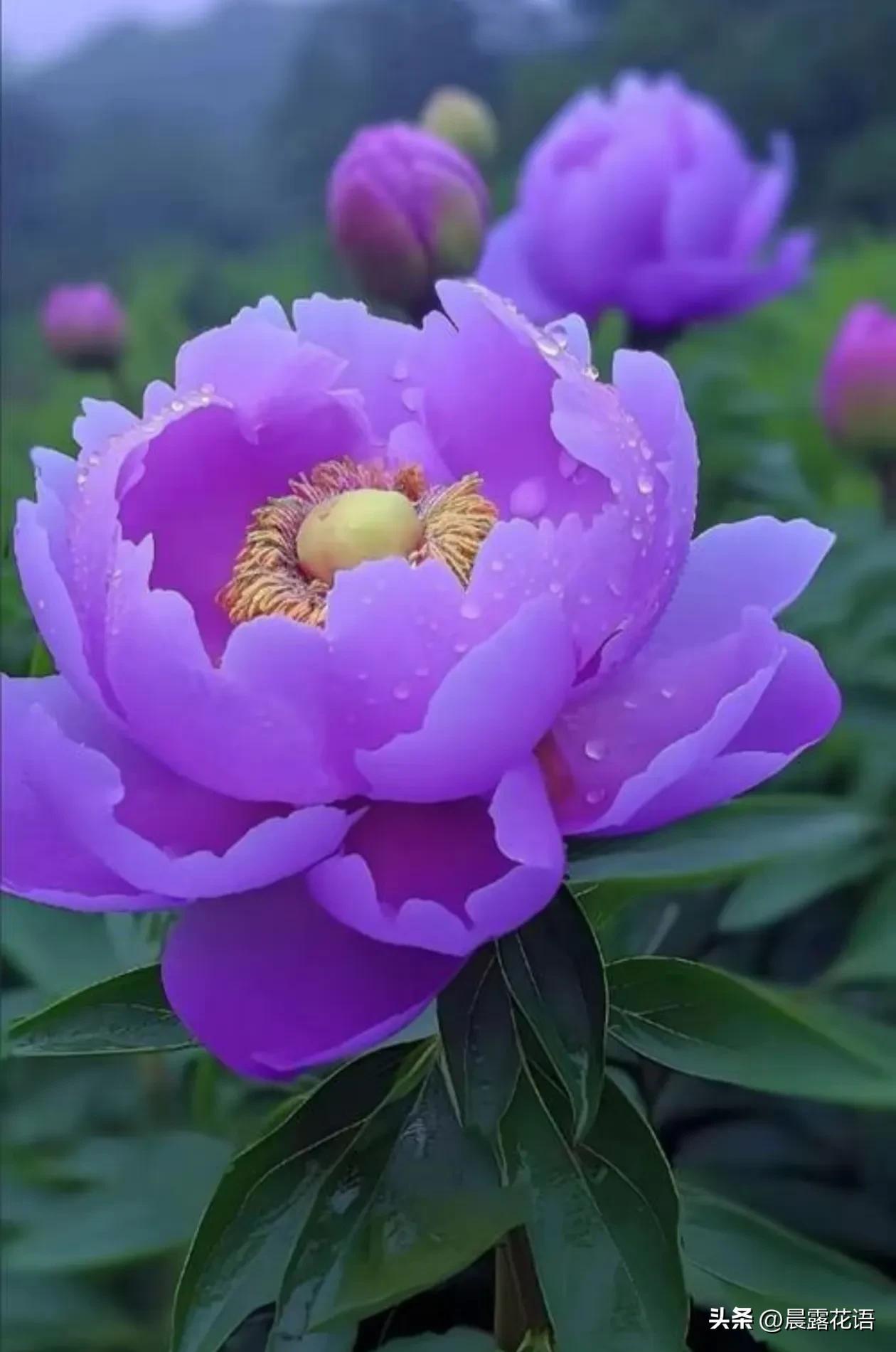 牡丹花图片大全大图(牡丹花图片大全大图高清图片欣赏)
