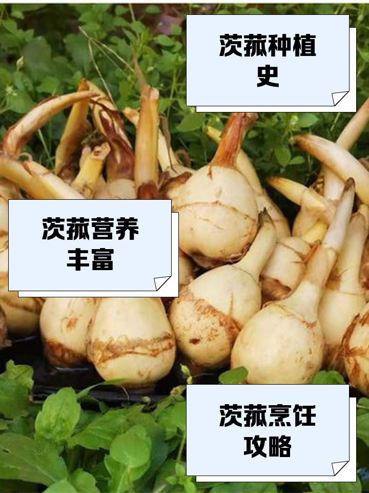 茨菇的功效与作用(毛慈菇的功效与作用)