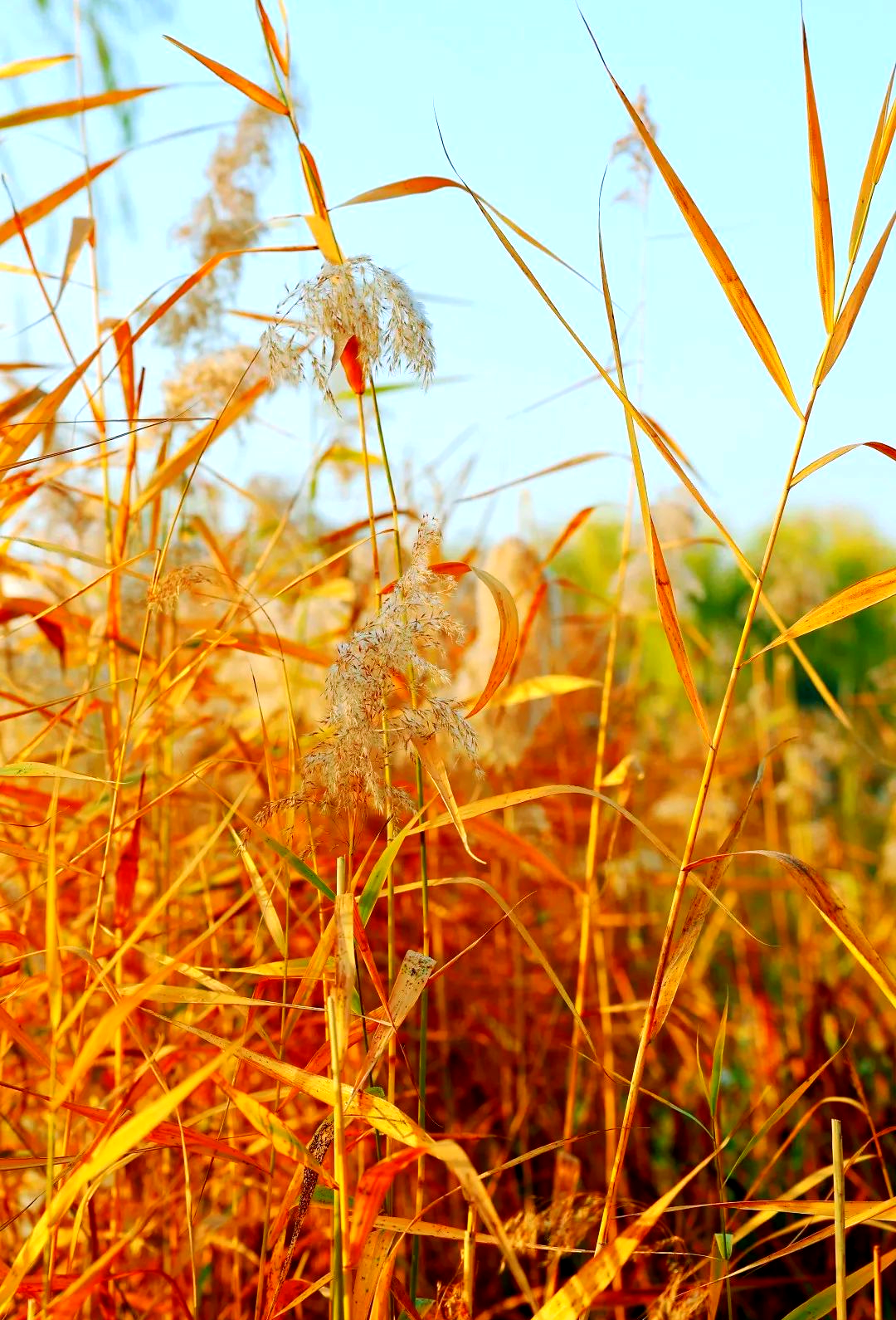 芦苇图片大全高清(芦苇图片大全高清 唯美)