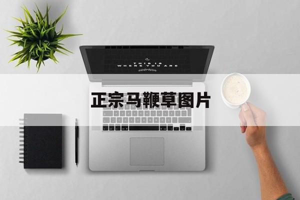 正宗马鞭草图片(正宗马鞭草图片大全)